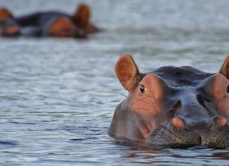 Hippos and Crocodiles Covered in Human Faeces and Toilet Paper Near Richards Bay