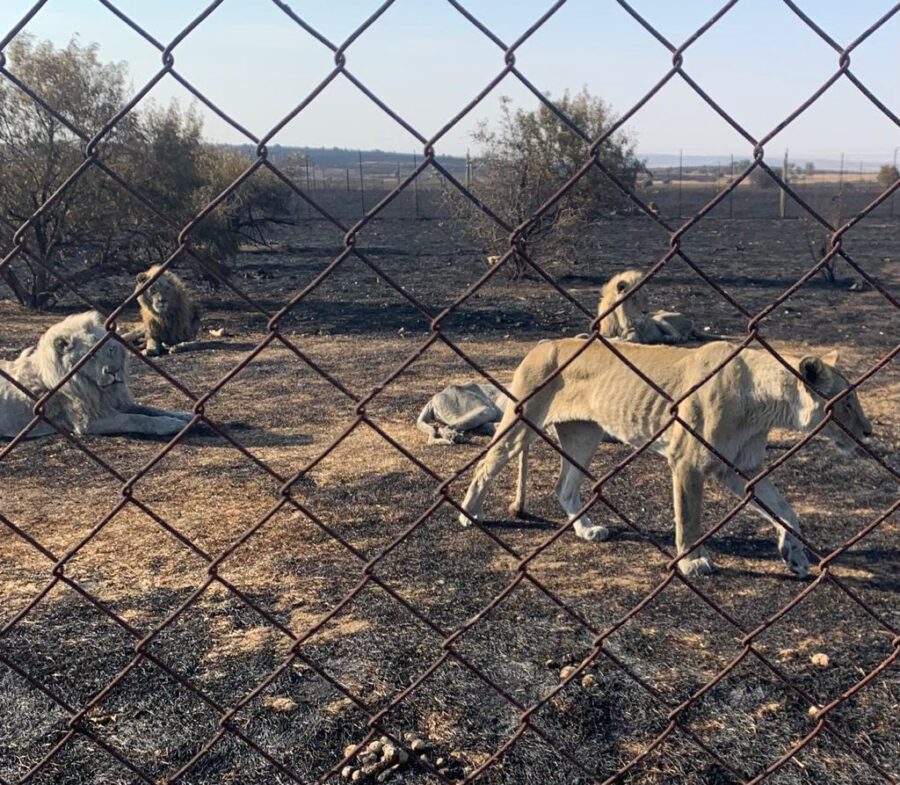 lions animal cruelty bloem spca free state fires