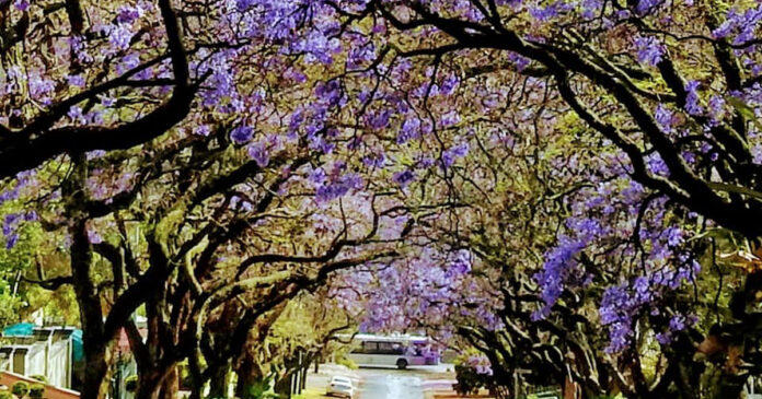 jacaranda-trees-pretoria-2021-th Jacaranda trees Pretoria 2021
