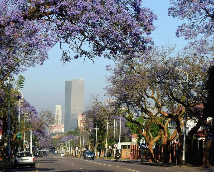 Jacarandas Church Street
