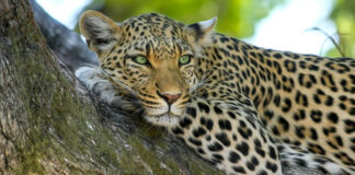 leopard attacks dog