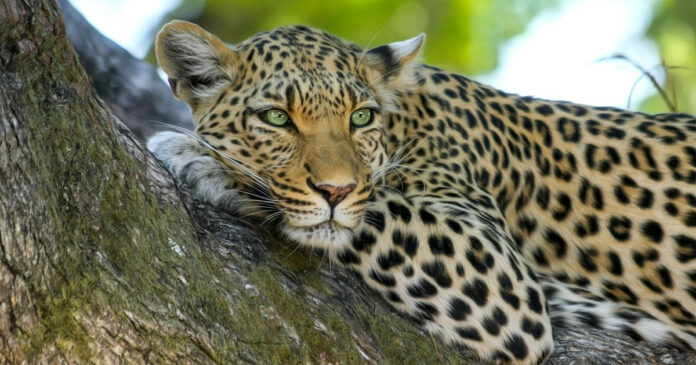 leopard-minister-creecy-petition petition minister creecy wildlife south africa