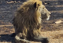 lions Kruger National Park