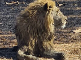 lions Kruger National Park