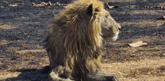 lions Kruger National Park