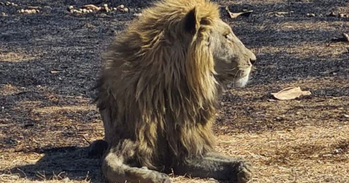 30 Lions Euthanised After Burning in Free State Fires
