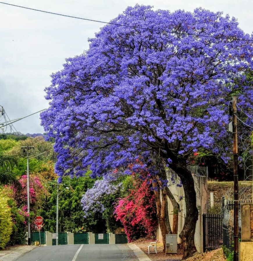 Pretoria jacaranda trees in bloom