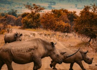 Major Points of Interest in Rustenburg, South Africa