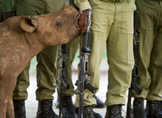 rhino poacher arrests south africa