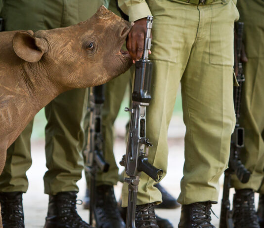 rhino poacher arrests south africa