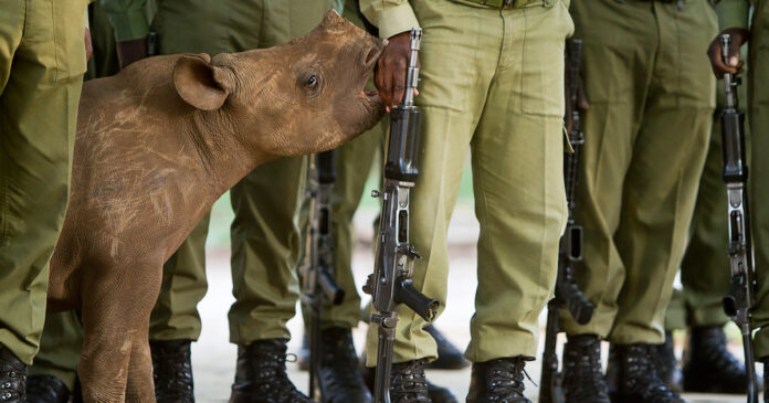 rhino-poaching-iStock-928827606-th rhino poacher arrests south africa