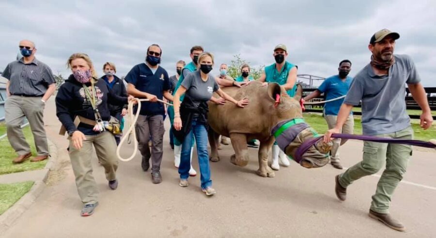 first-ever successful CT scan on a live rhino in South Africa.
