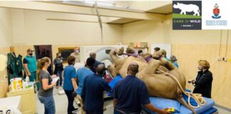 first-ever successful CT scan on a live rhino in South Africa.