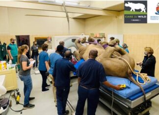 first-ever successful CT scan on a live rhino in South Africa.
