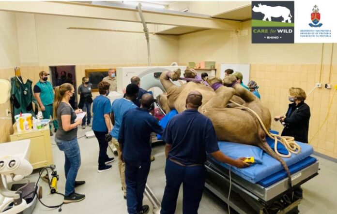 first-ever successful CT scan on a live rhino in South Africa.