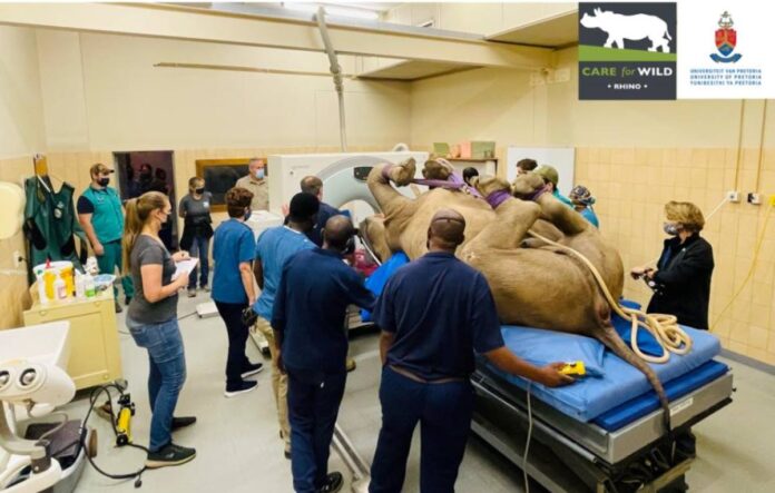 first-ever successful CT scan on a live rhino in South Africa. first-ever successful CT scan on a live rhino in South Africa.