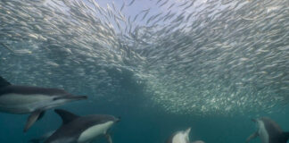 sardines-south-africa-thecon