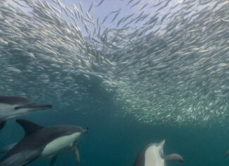 sardines-south-africa-thecon