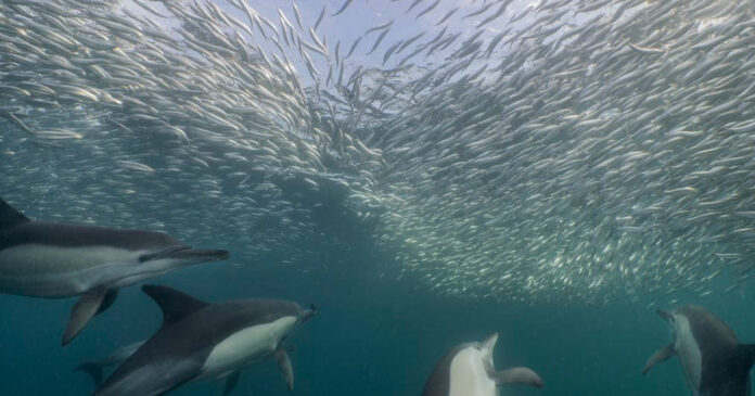 sardines-south-africa-thecon sardines-south-africa-thecon