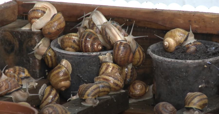 snail trail carte blanche