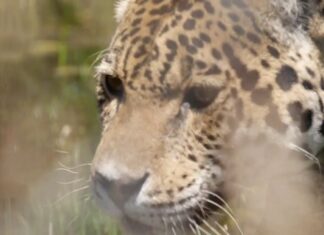 White Tigers Terrify Boksburg Residents! Carte Blanche This Sunday