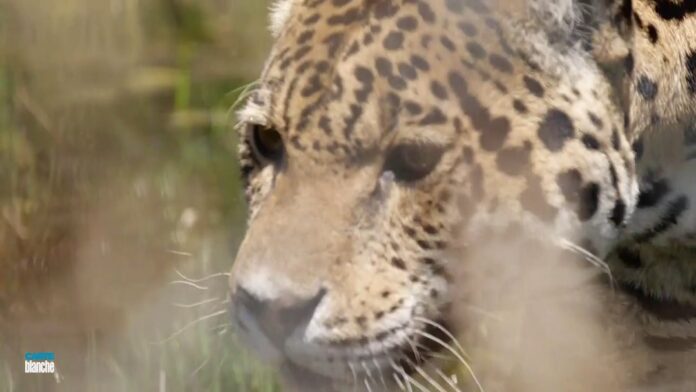 white tigers carte blanche White Tigers Terrify Boksburg Residents! Carte Blanche This Sunday