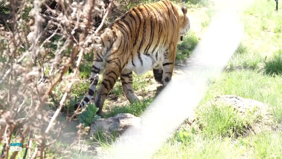White Tigers Terrify Boksburg Residents! Carte Blanche This Sunday