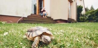 2 Germans Caught Smuggling SA Reptiles to Sell as Pets Overseas
