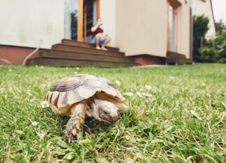 2 Germans Caught Smuggling SA Reptiles to Sell as Pets Overseas
