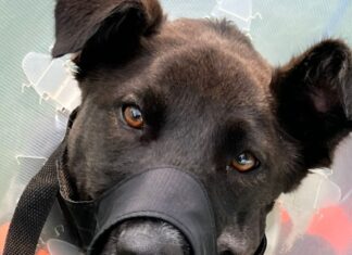 dotsure.co.za invests in life-saving surgery for brave canine