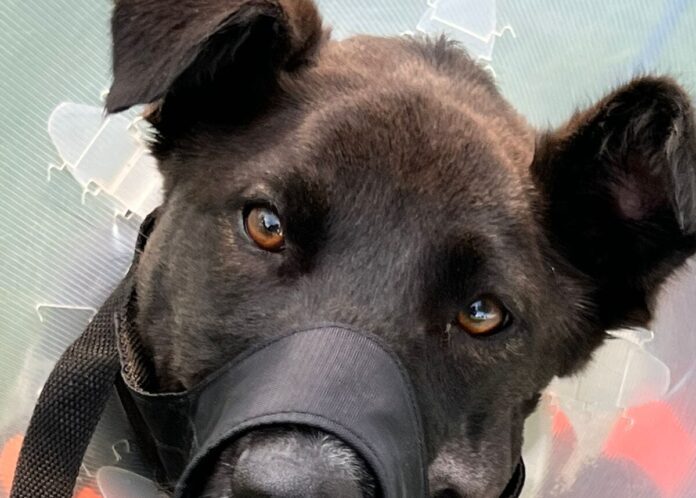 Kei hero dog recuperating dotsure.co.za invests in life-saving surgery for brave canine