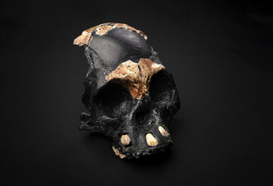 A reconstruction of the skull of Leti, the first Homo naledi child whose remains were found in the Rising Star cave in Johannesbur