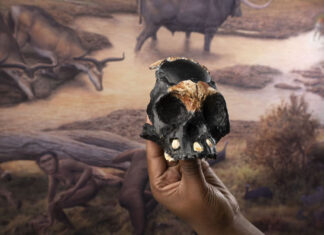 A reconstruction of the skull of Leti, the first Homo naledi child whose remains were found in the Rising Star cave in Johannesburg