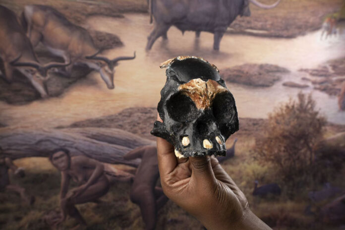 Leti skull discovery South Africa A reconstruction of the skull of Leti, the first Homo naledi child whose remains were found in the Rising Star cave in Johannesburg