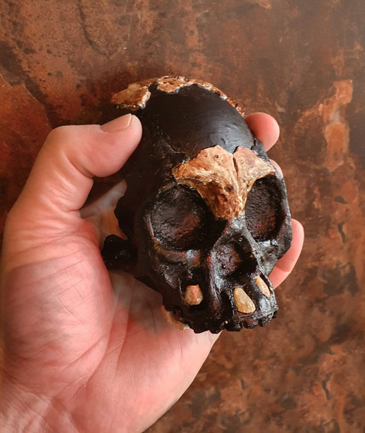 A reconstruction of the skull of Leti in the hand of Professor Lee Berger