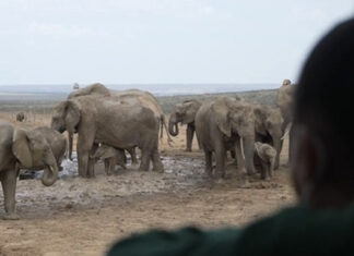 Rangers Game Teaches SA Kids Coding and Anti-Poaching