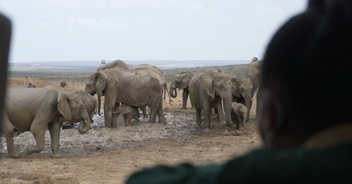 WATCH Rangers Game Teaches SA Kids Coding and AntiPoaching SAPeople