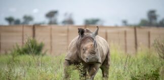 South Africa Sends 30 Wild White Rhinos to Rwanda in Largest-Ever Single Translocation for Conservation