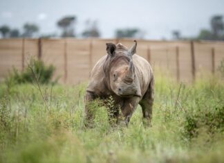 South Africa Sends 30 Wild White Rhinos to Rwanda in Largest-Ever Single Translocation for Conservation