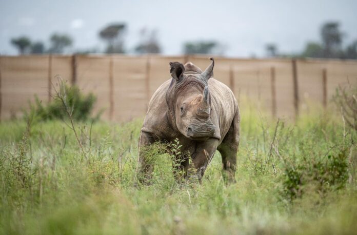 Rwanda South Africa rhino relocation South Africa Sends 30 Wild White Rhinos to Rwanda in Largest-Ever Single Translocation for Conservation