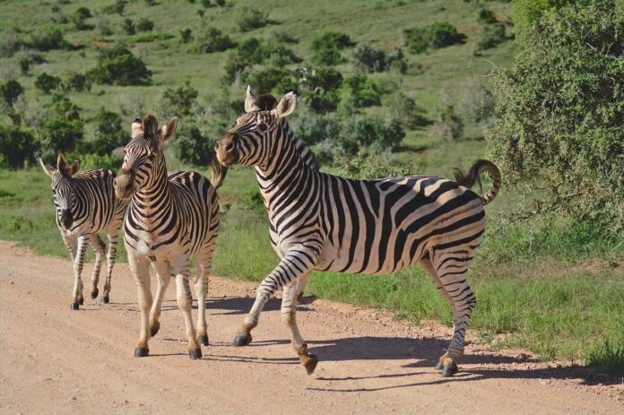 South African tourism Ramaphosa pix SA Travel and Tourism Industry Thrilled with Ramaphosa's Powerful Speech