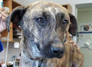 Family Risks All to Save Beloved Dog Fiebie from Fire