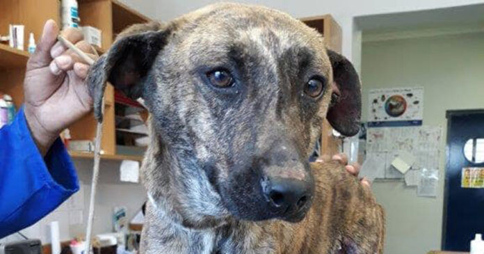 brave-dog-Fiebie-th Family Risks All to Save Beloved Dog Fiebie from Fire
