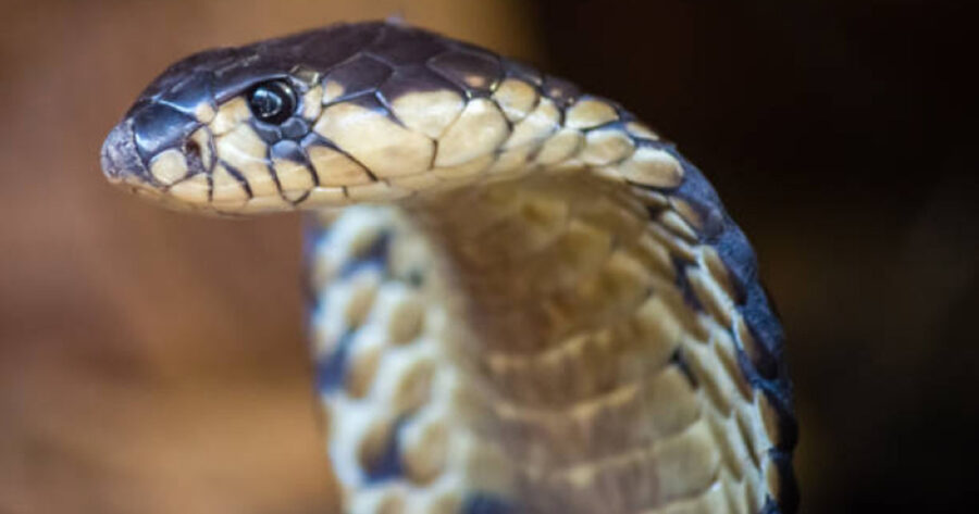 cobra-snake-netherlands-penis-tourist-south-africa