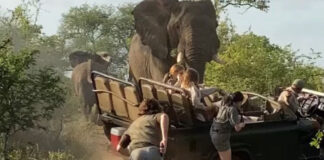 EcoTraining elephant attack south africa