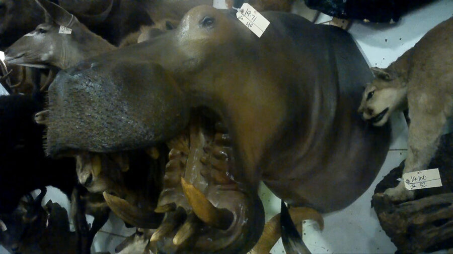Auction hippo taxidermy