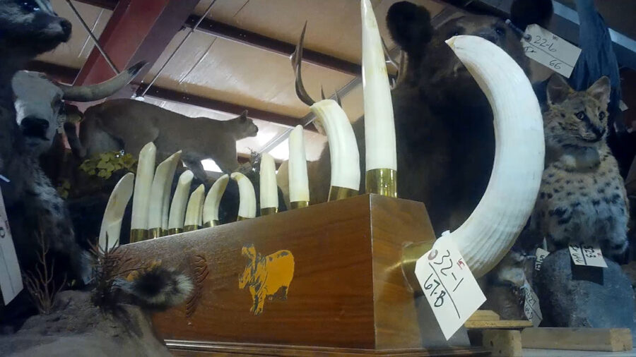 Auction hippo tusks