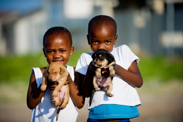 khayelitsha animal clinic khayelitsha animal clinic