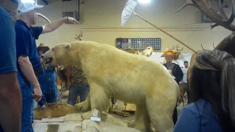 Auction polar bear