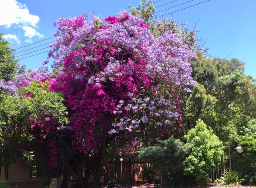 pretoria jacarandas flowers